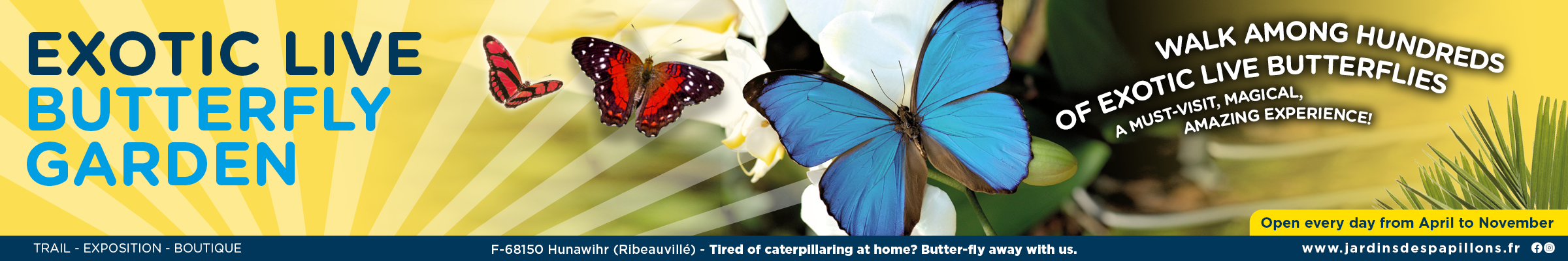 Butterfly Garden