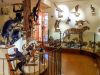 musée d'Histoire Naturelle et d'Ethnographie de Colmar