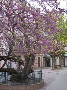 arbre de Judée - Cour Waldner Stephan Colmar